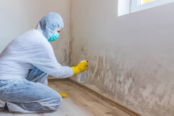 Professional mold removal team in Diggs