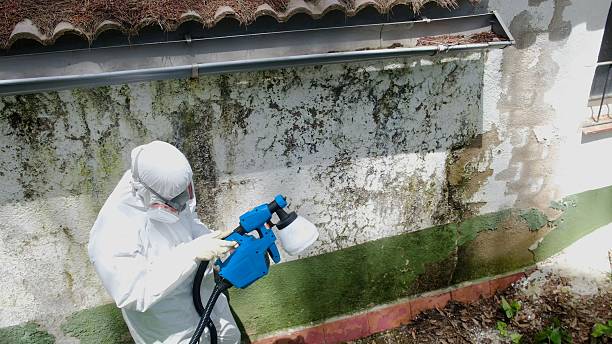 Mold Removal service in Diggs